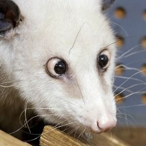 Meet your Posher, Don